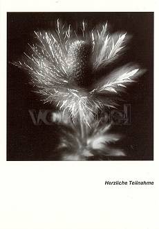 Eryngium "Bluetop Sea Holly"