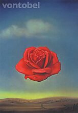 Meditative Rose