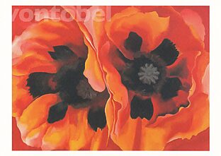 Mohnblumen