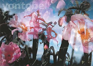 Sommer-Projektion 2 (flowers)